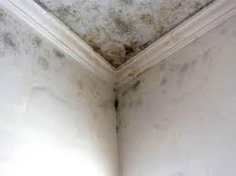 Reliable Nocatee, FL Mold Remediation Solutions